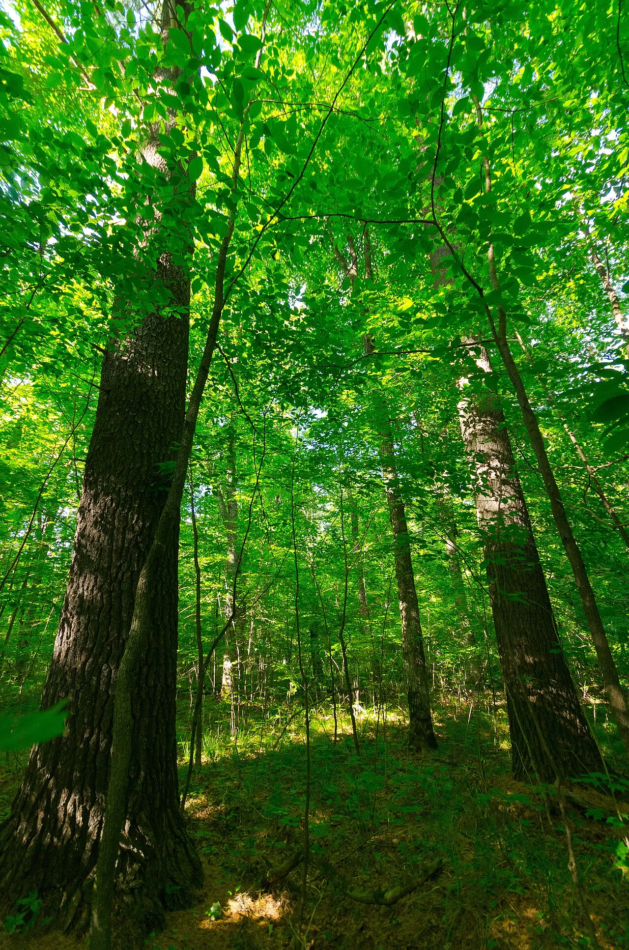 Flambeau River State Forest