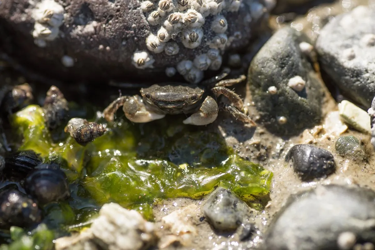 Birch Bay State Park