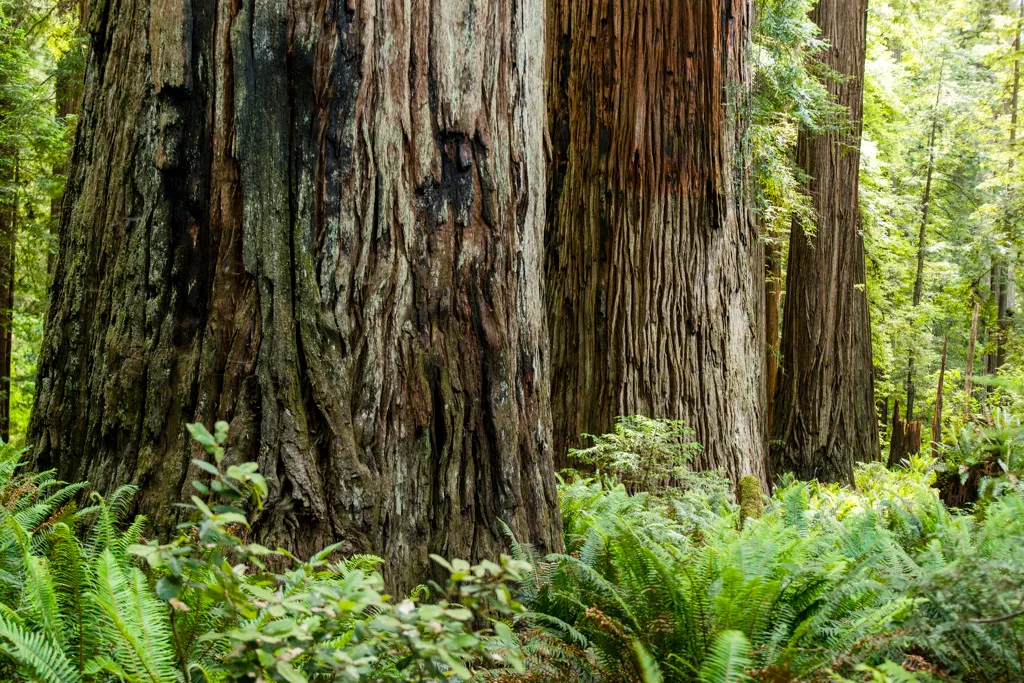 Jedediah Smith Redwoods Campground