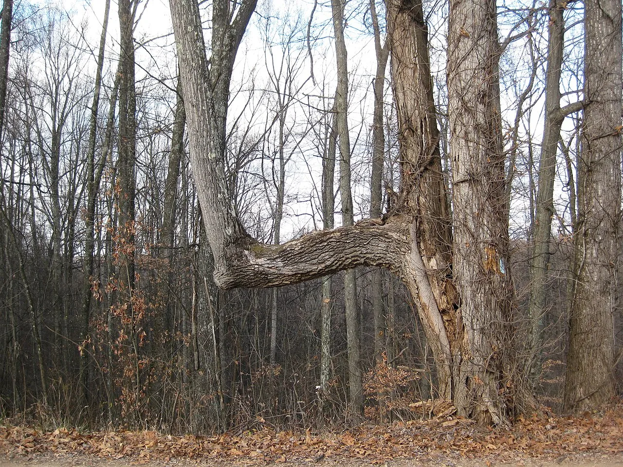 Tar Hollow Campground