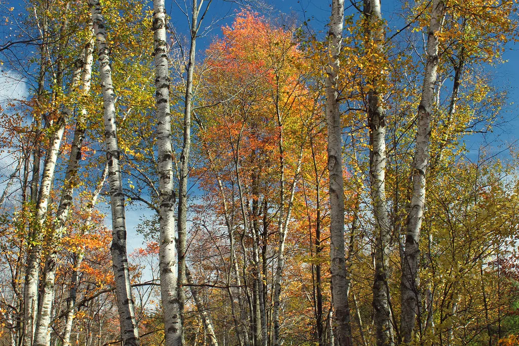 Moshannon State Forest