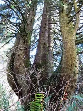Sarah Helmick State Recreation Site