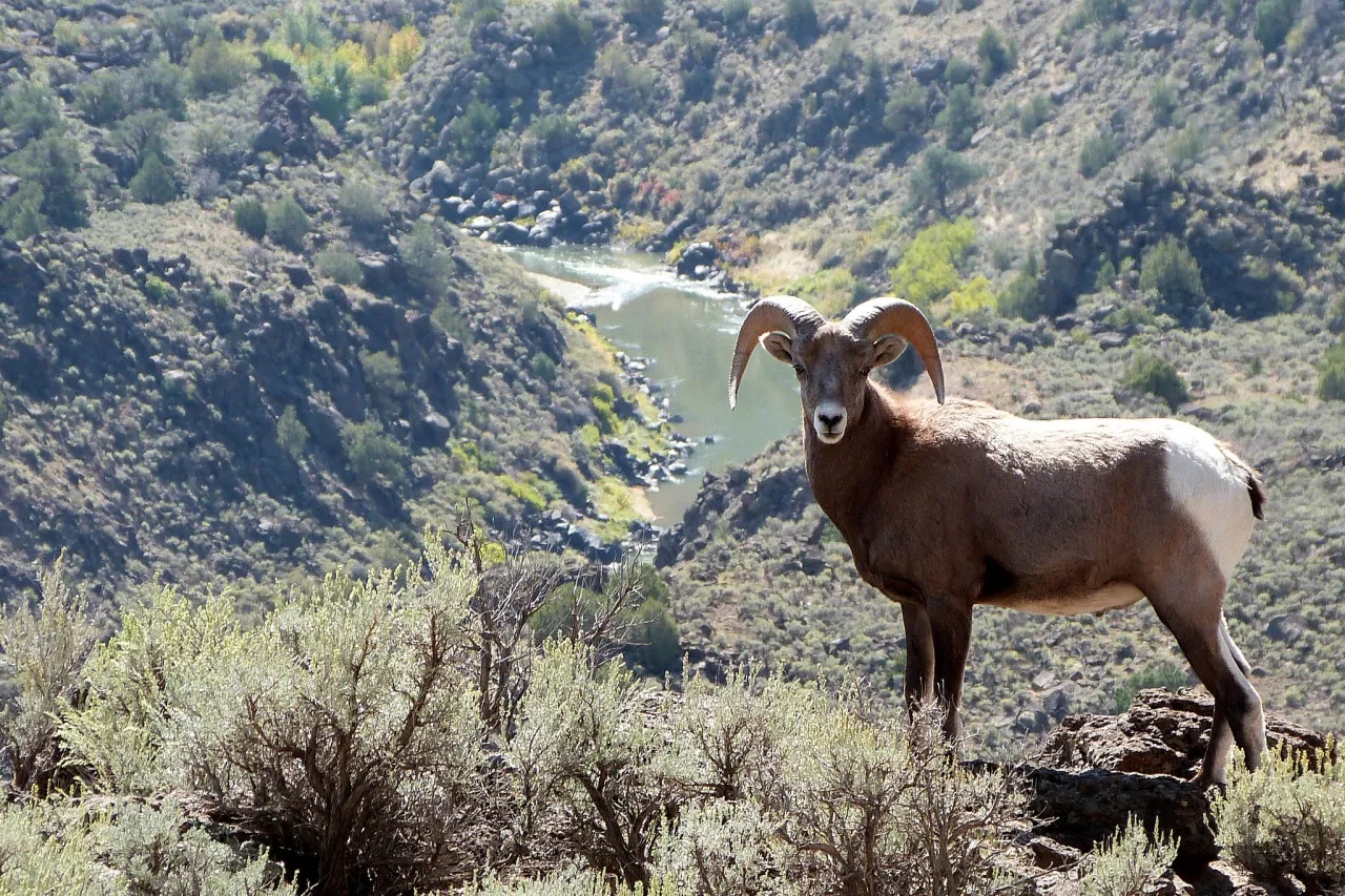 Rio Pueblo Campground