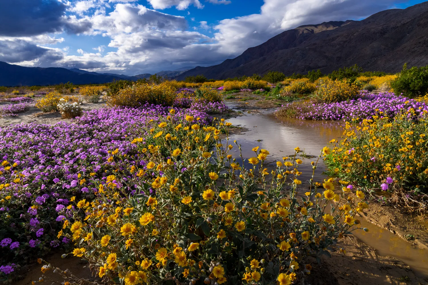 Borrego Palm Canyon Campground