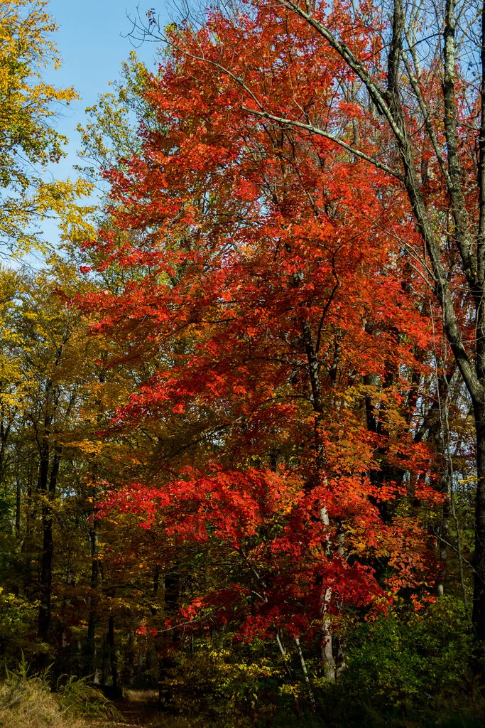 Voorhees Campground