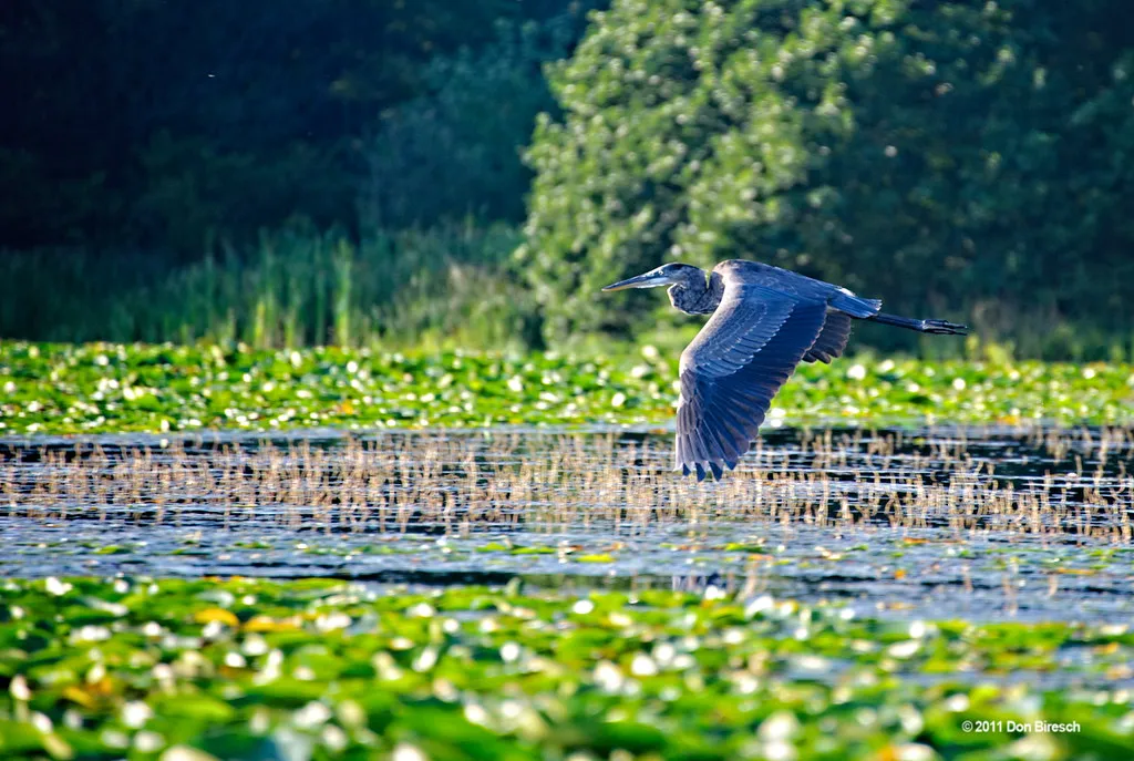 Heron Lake