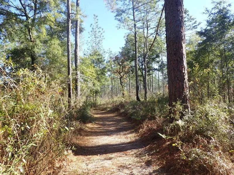 Suwannee River State Park Loop Outr