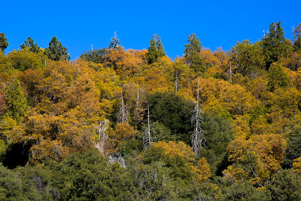 Palomar Mountain State Park Campground