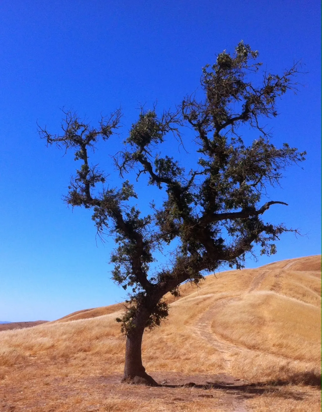 Briones Regional Park
