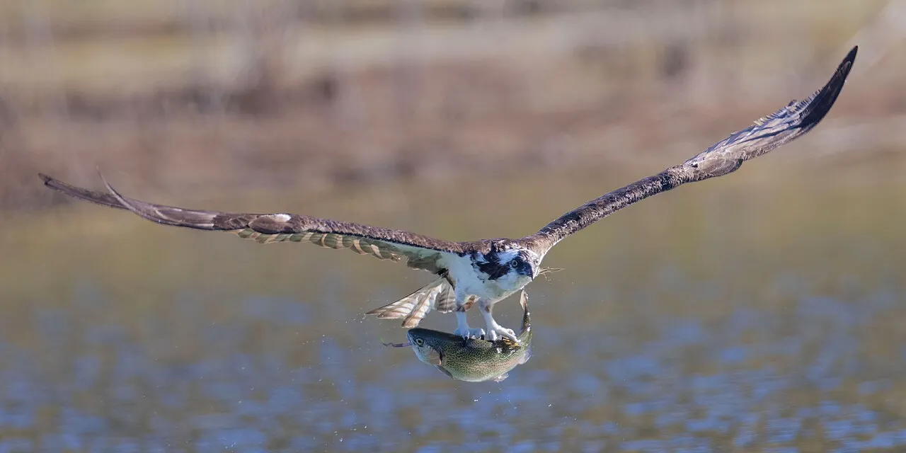 Cachuma Lake Recreation Area
