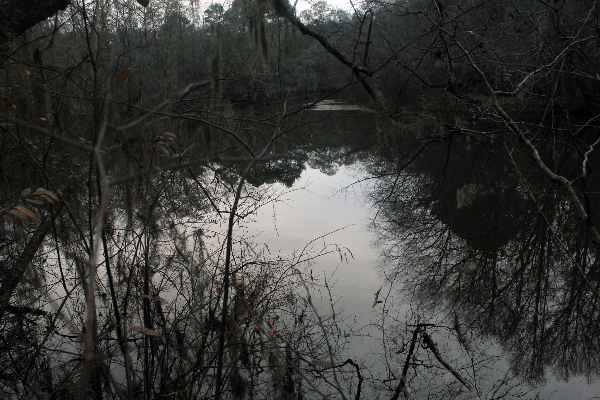 Reed Bingham State Park