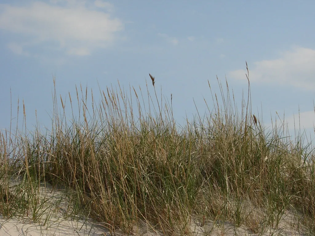 Robert Moses State Park