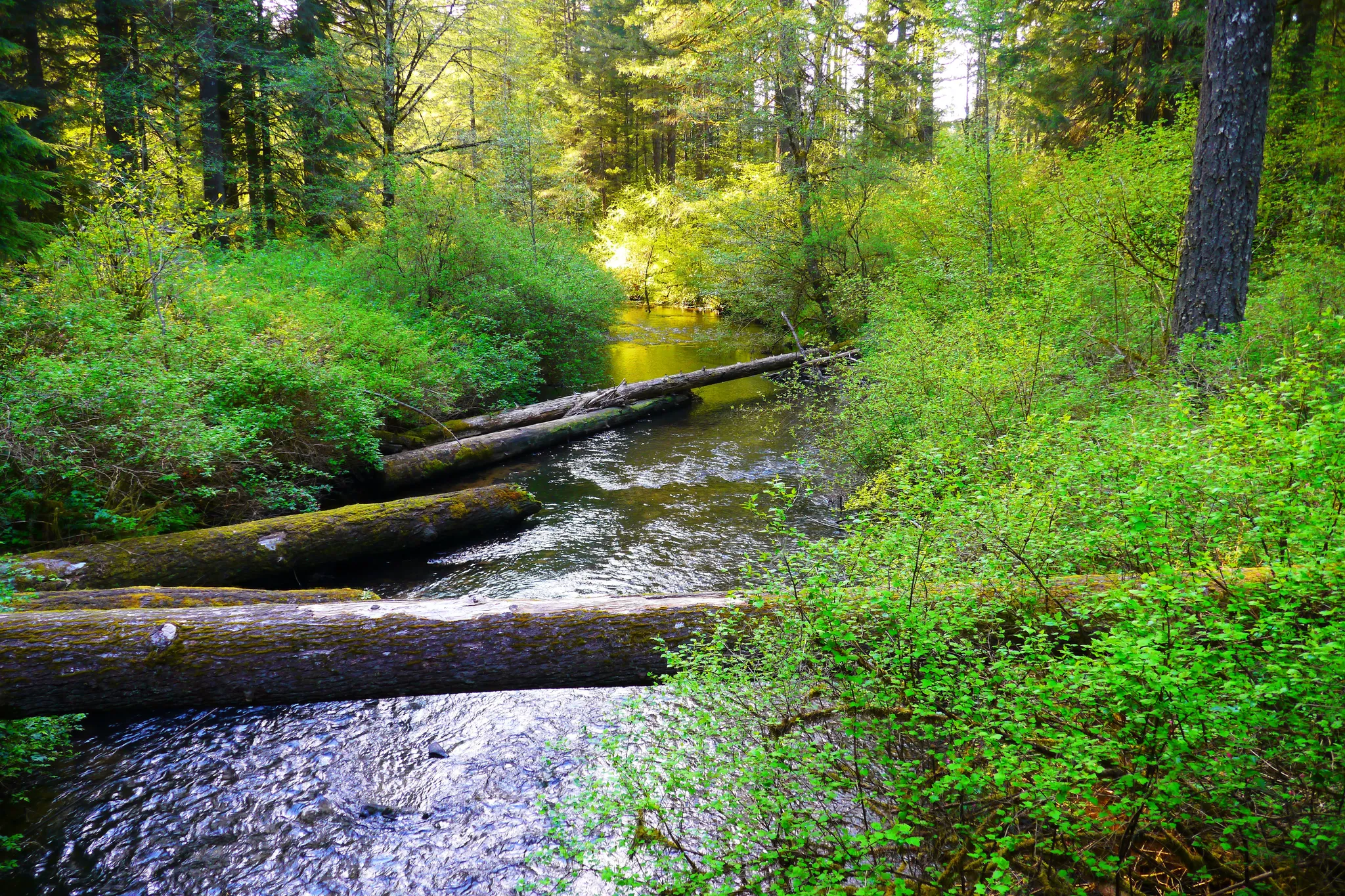 Silver Falls State Park