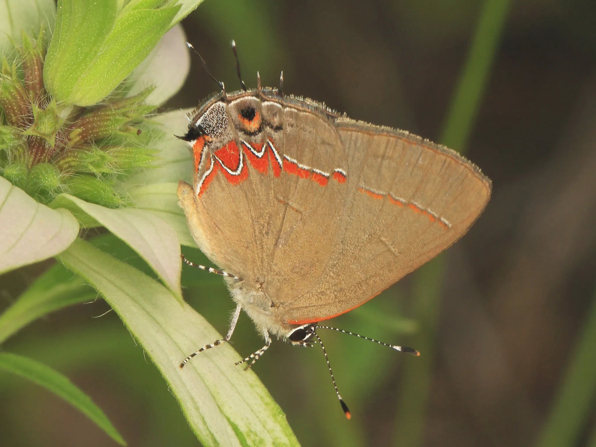 Mckinney Roughs Nature Park