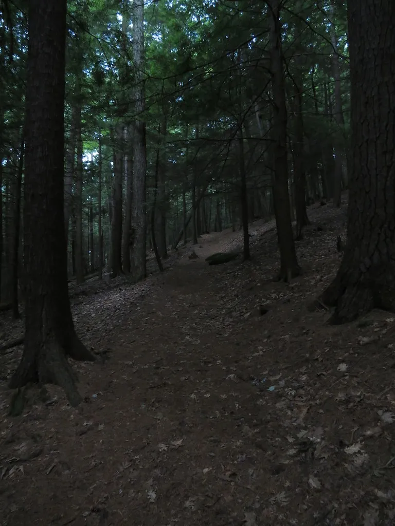 Cook Forest State Park