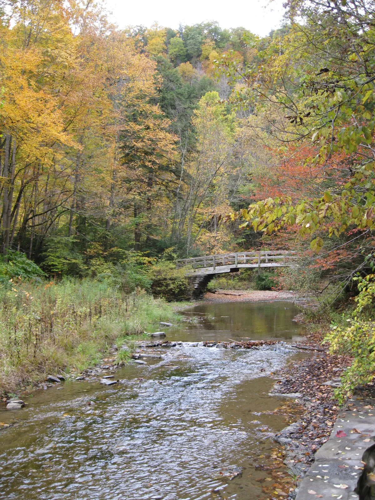 Robert H Treman State Park