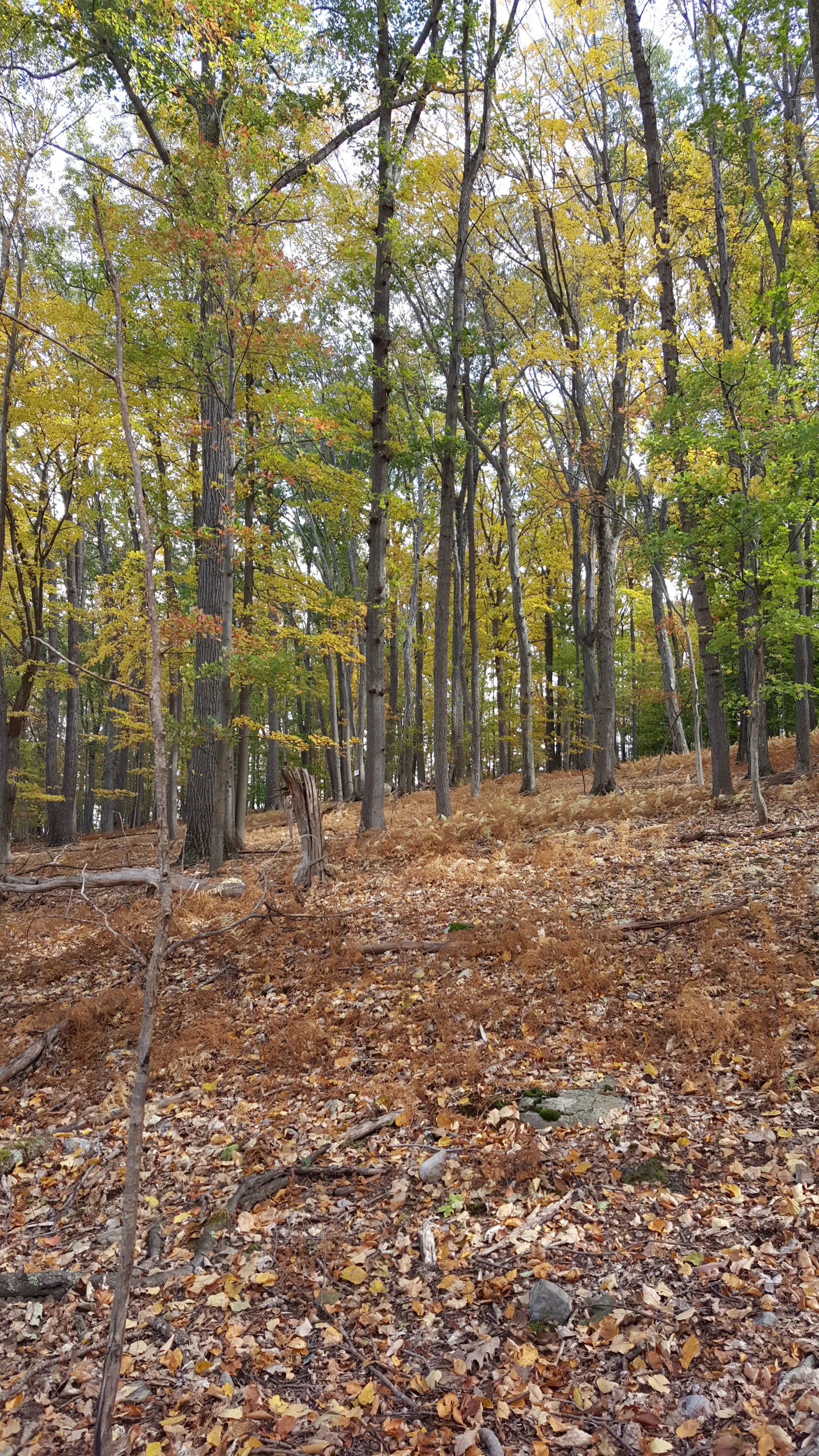 Swartswood Campground