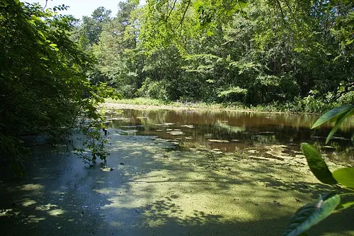 Trap Pond State Park