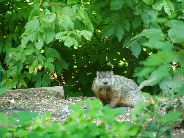 Mounds State Park