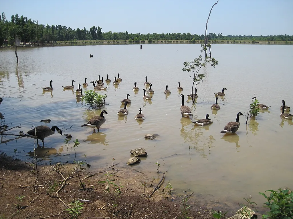 Lake Frierson Campground
