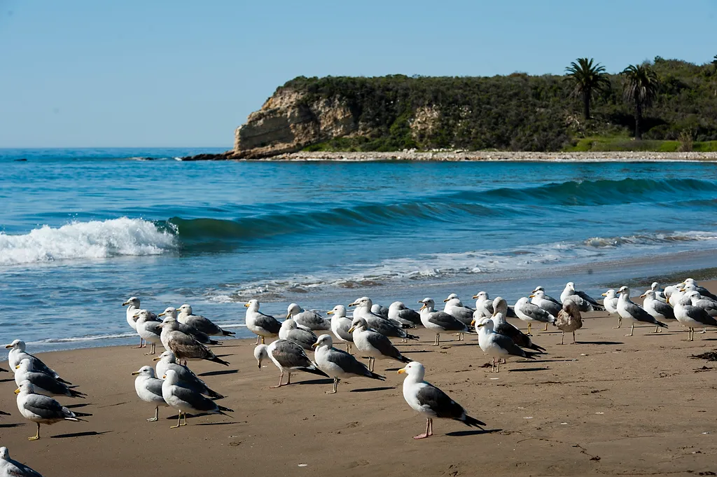 Refugio State Beach Campground