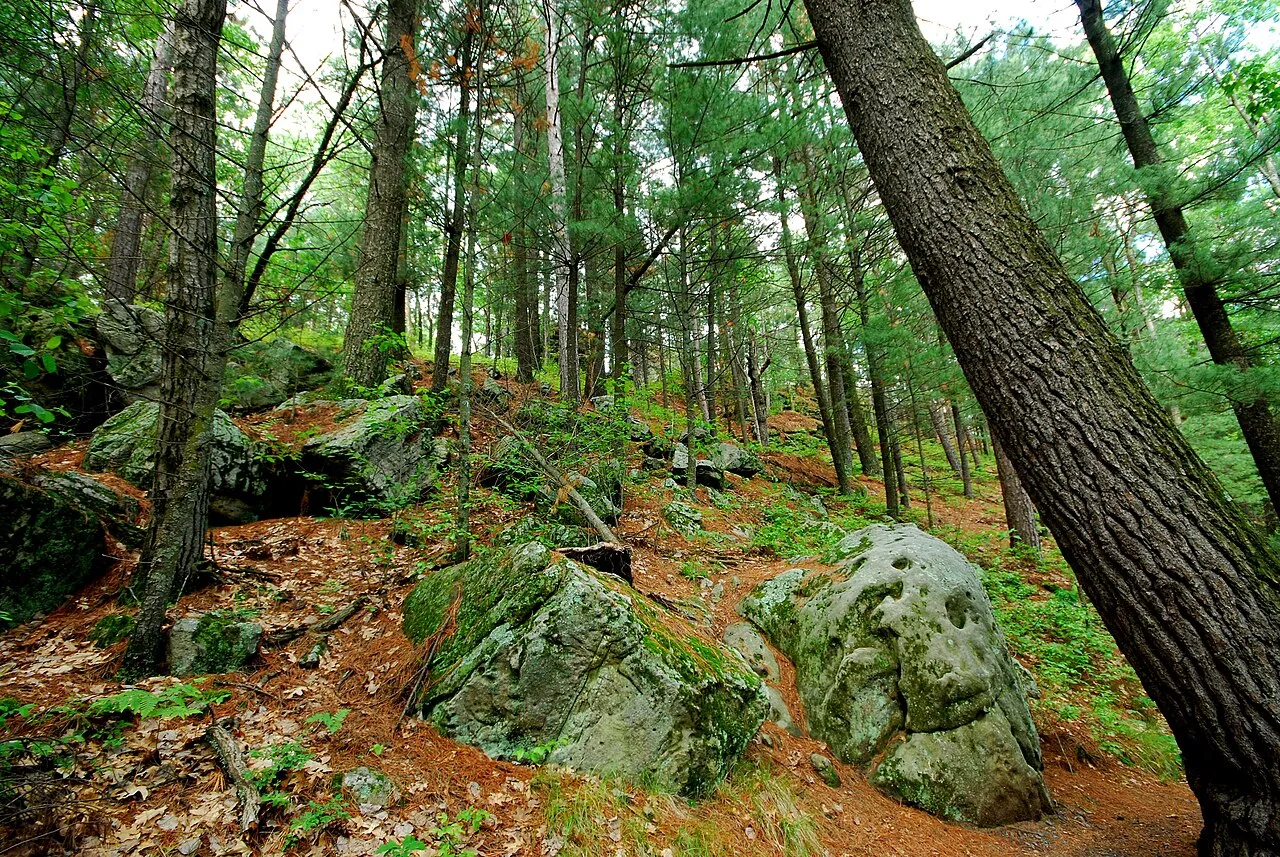 Black River State Forest