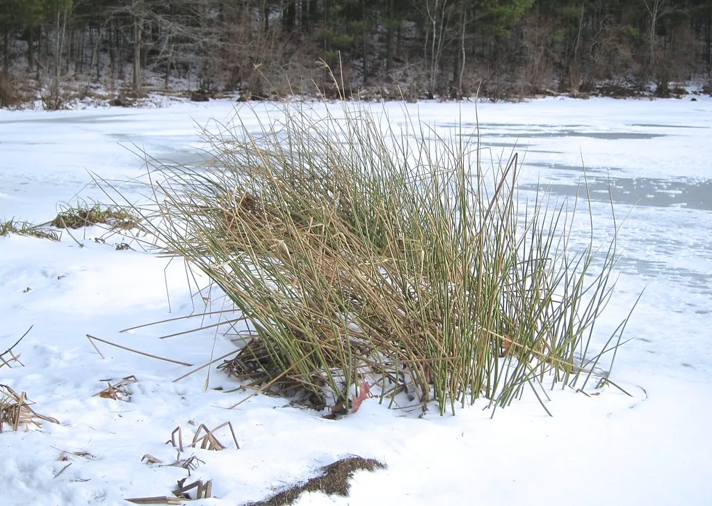 Massasoit State Park
