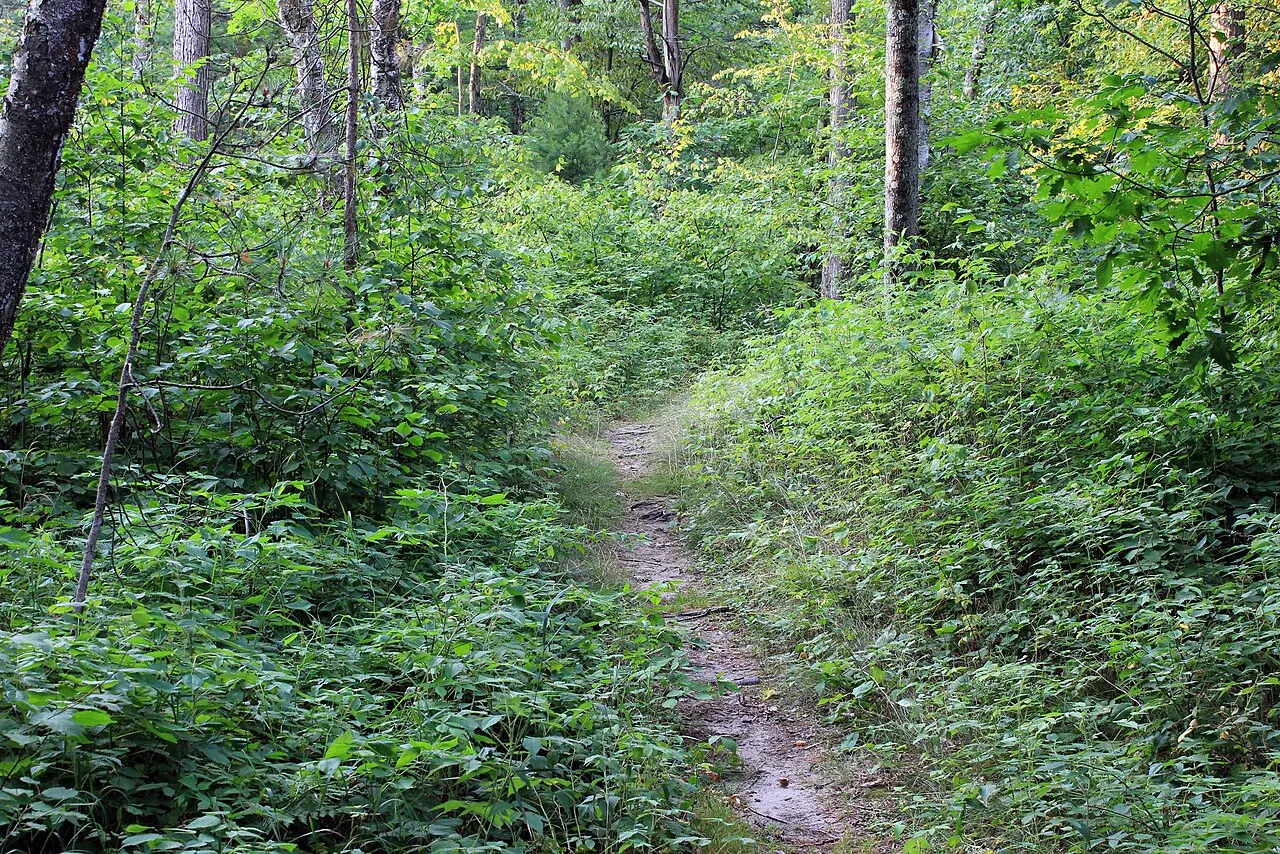 Point Beach State Forest