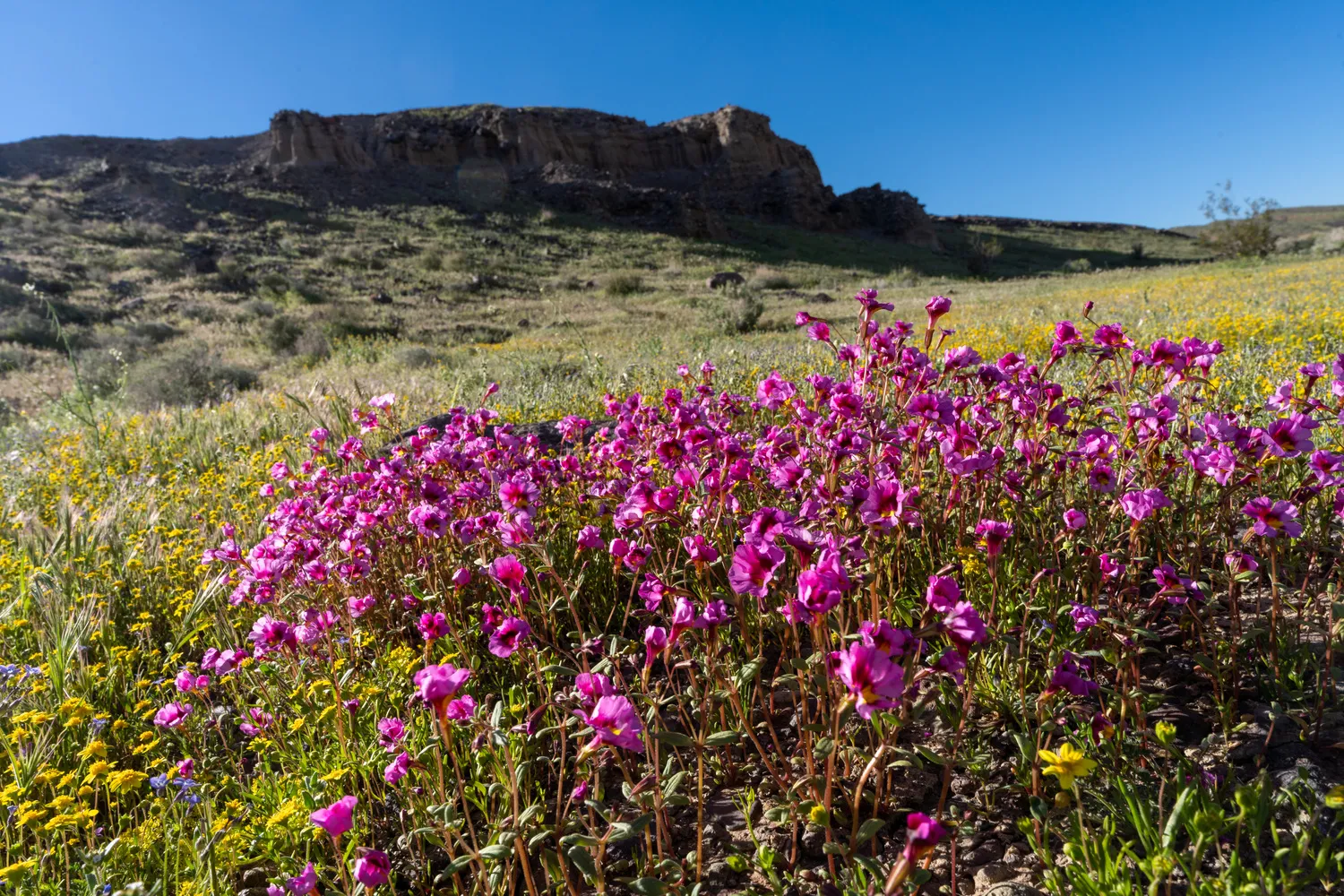 Ricardo Campground