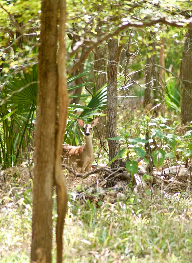 Palmetto State Park