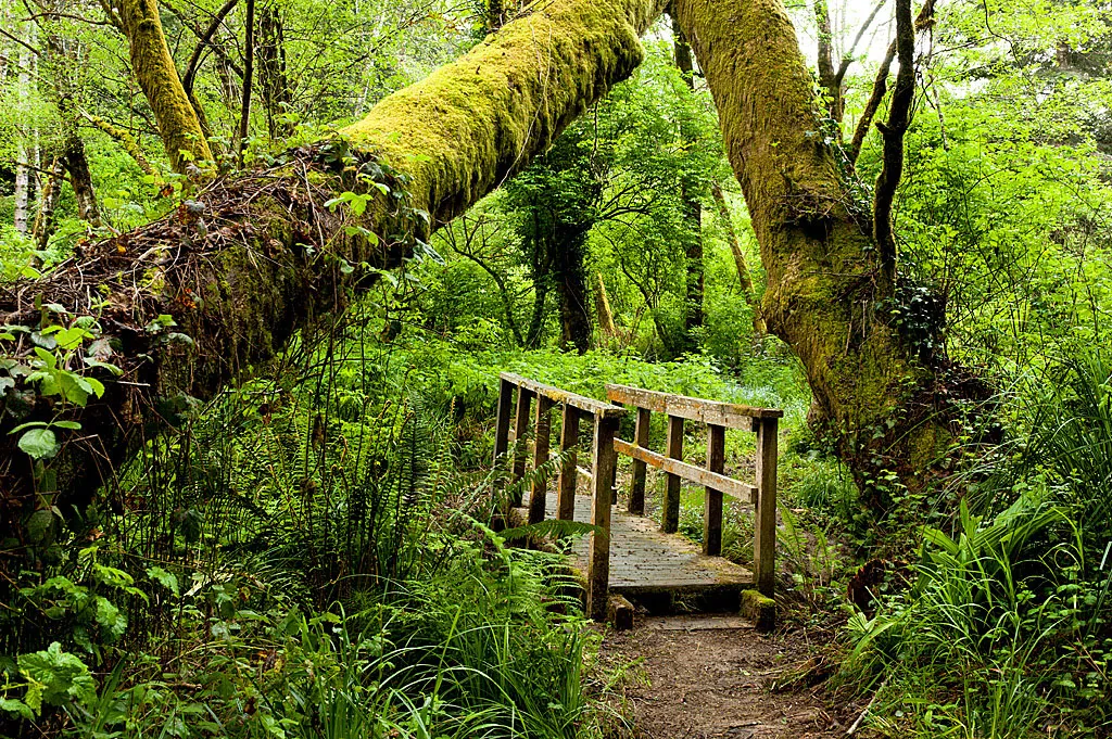 Van Damme State Park Campground