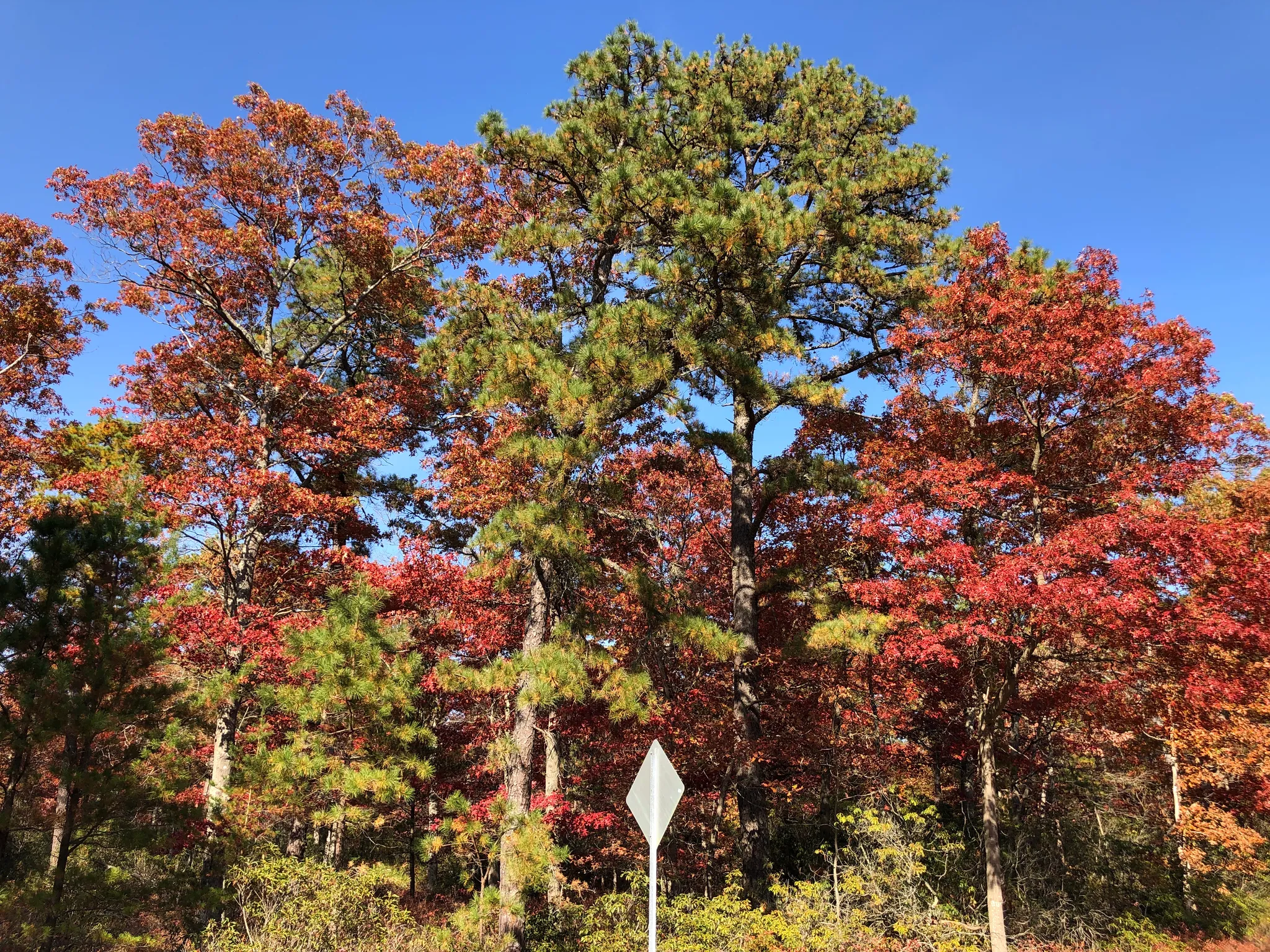 Bass River Campground