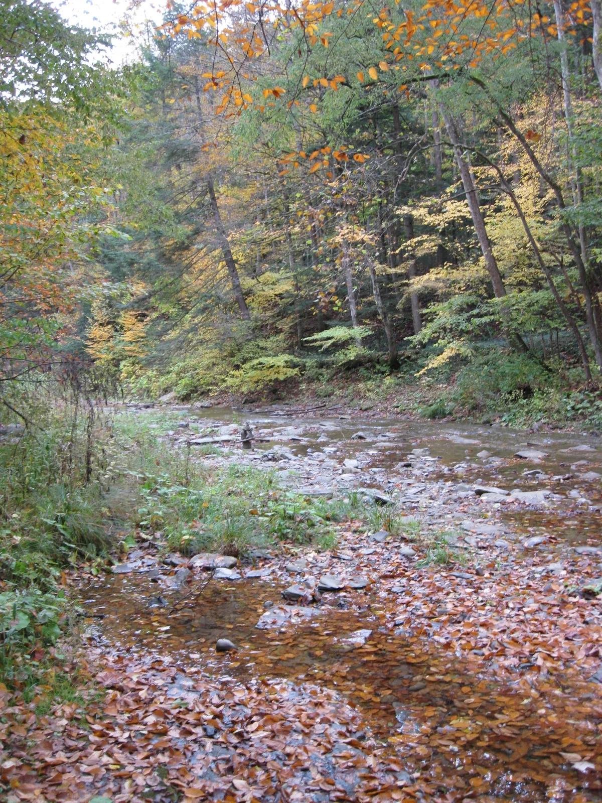 Robert H Treman State Park
