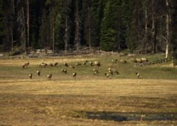 Table Meadows Campground
