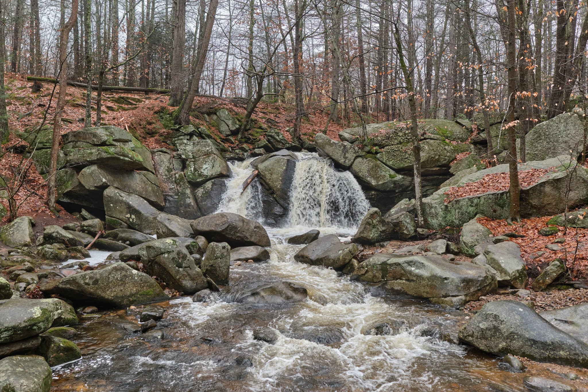Willard Brook State Forest