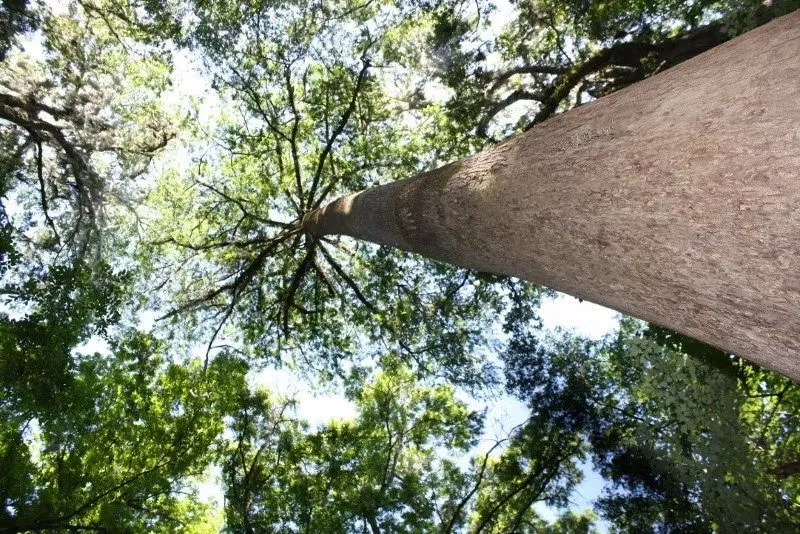 Suwannee River State Park Loop Outr