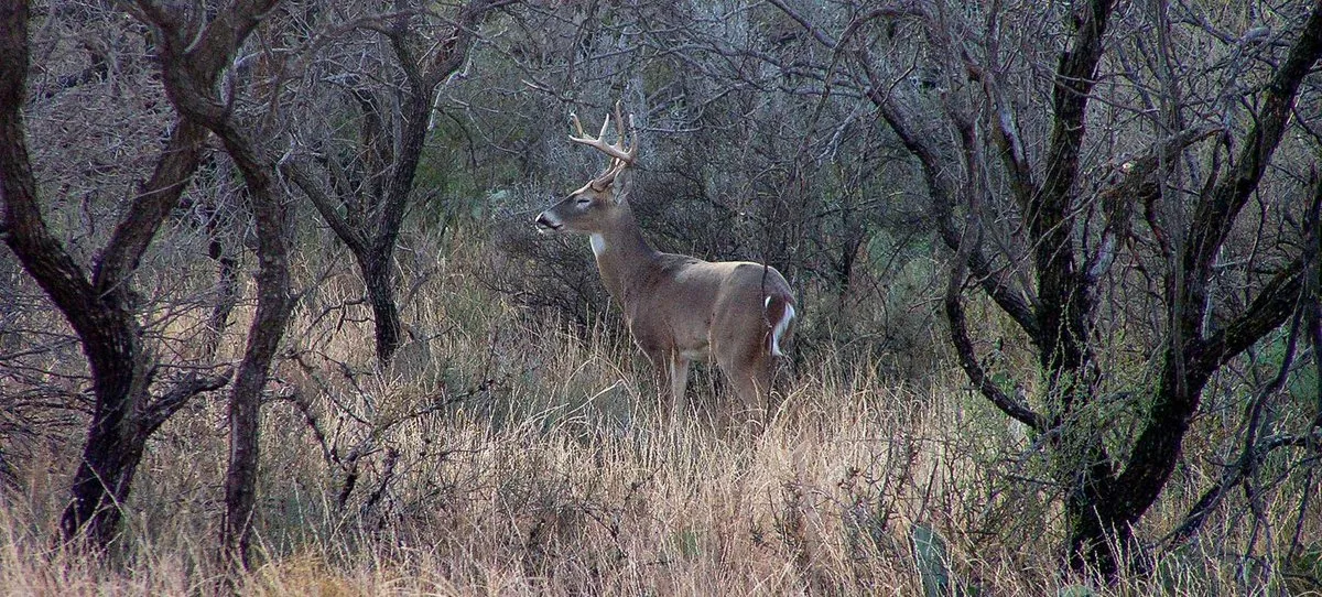 San Angelo State Park