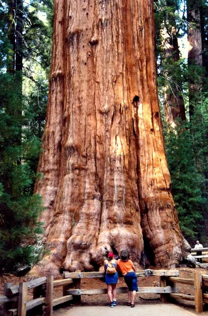 Lodgepole Campground-Sequoia And Kings Canyon National Park