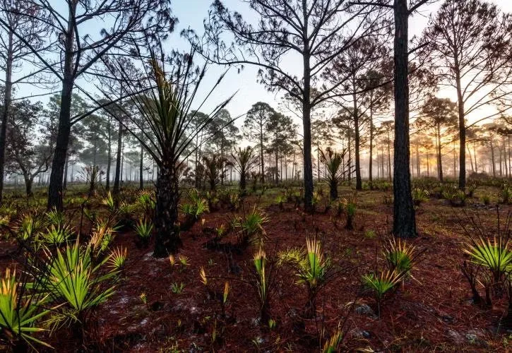 Oscar Scherer State Park Loop B