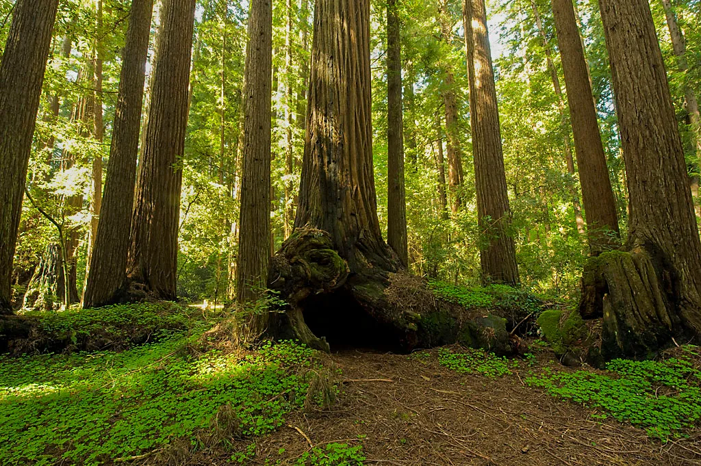 Henry Cowell Redwoods State Park Campground