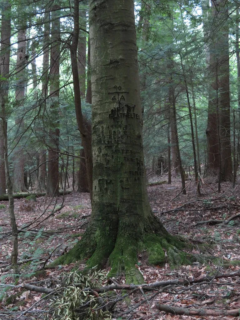 Cook Forest State Park
