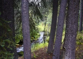 Steel Creek Campground