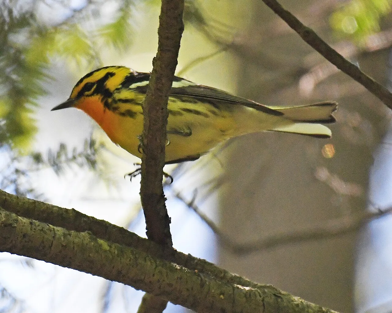 New Germany State Park