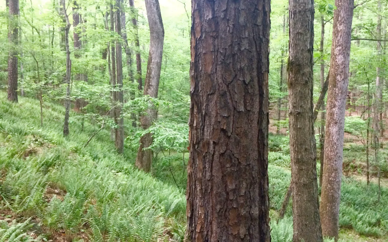 William B. Umstead State Park