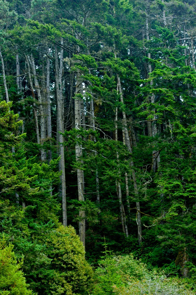 Van Damme State Park Campground