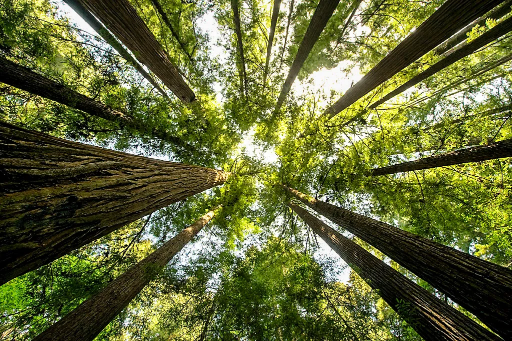 Henry Cowell Redwoods State Park Campground