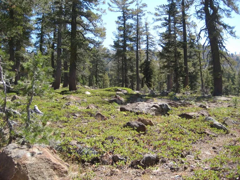 Hammerhorn Campground