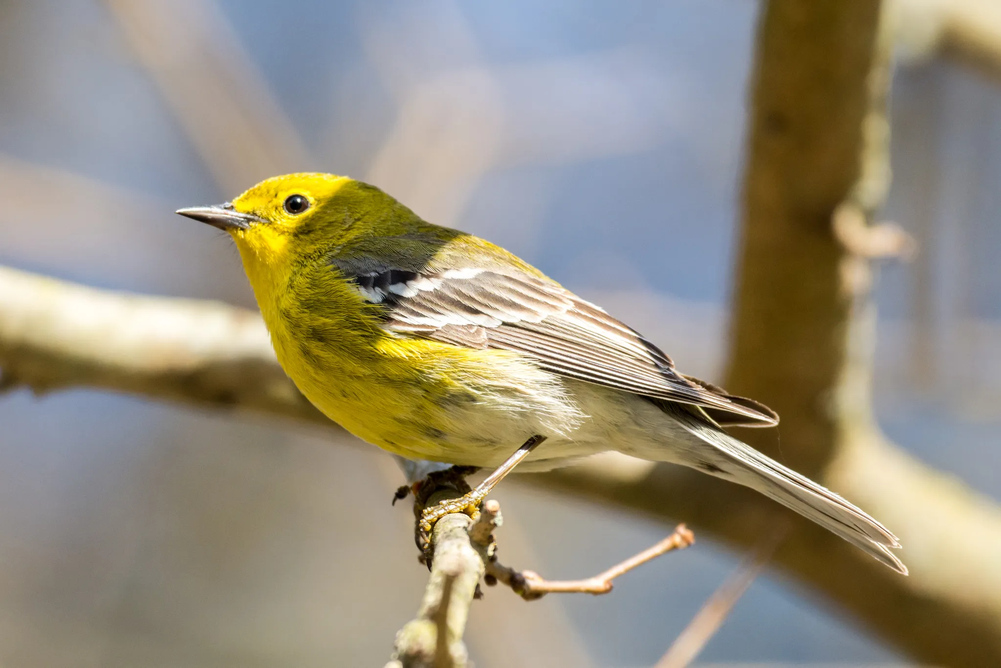 Whitewater Memorial State Park