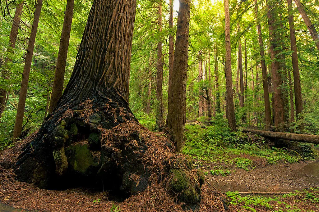Butano Trail Campground