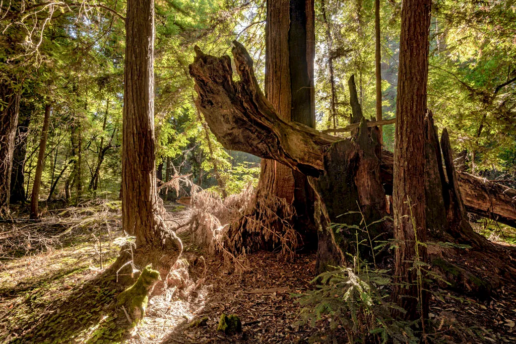 Henry Cowell Redwoods State Park Campground